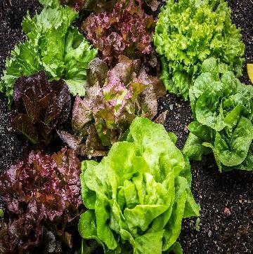  5 Jenis Daun  Selada yang Cocok untuk Salad